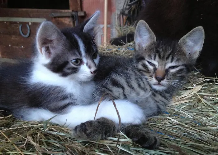 Mattenhof Gospodarstwo agroturystyczne